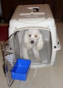 寵物空運(yùn)應(yīng)該注意什么事項(xiàng)?